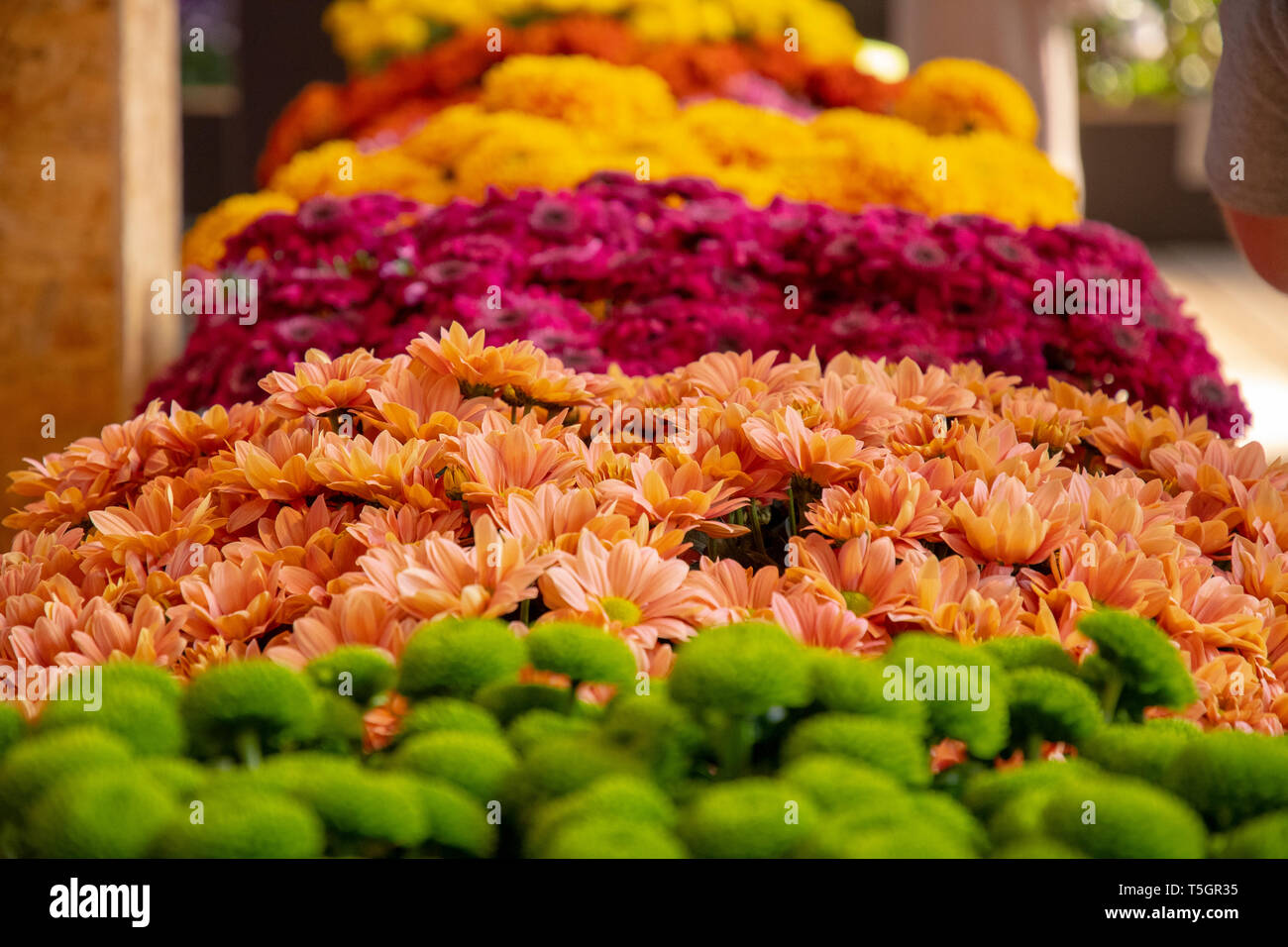 Splendidamente posizionato fiori in verde arancione lila e giallo Foto Stock