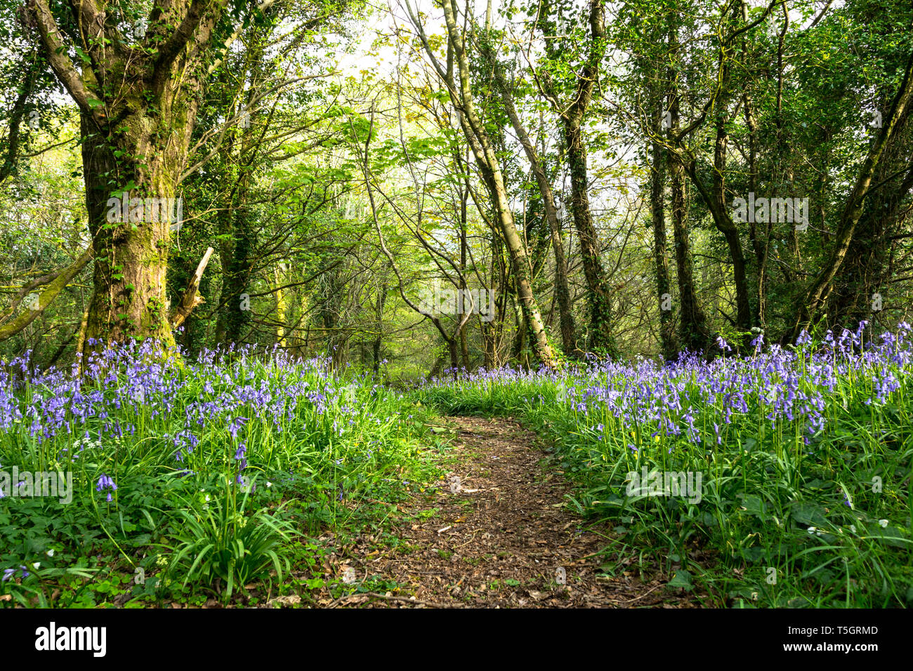 Bluebells in piena fioritura lungo un sentiero di bosco in Irlanda. Hyacinthoides Foto Stock