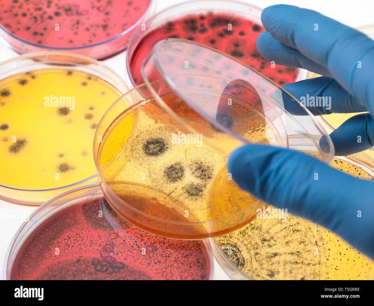 Scienziato esaminando piastre di Petri contenenti la crescita batterica in laboratorio Foto Stock