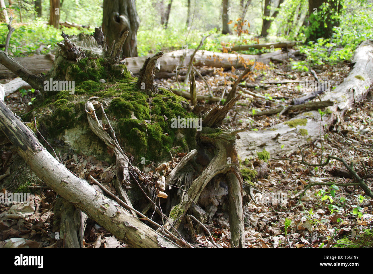 Moss sulle radici di un albero caduto. I processi naturali in un ambiente selvaggio. Foto Stock