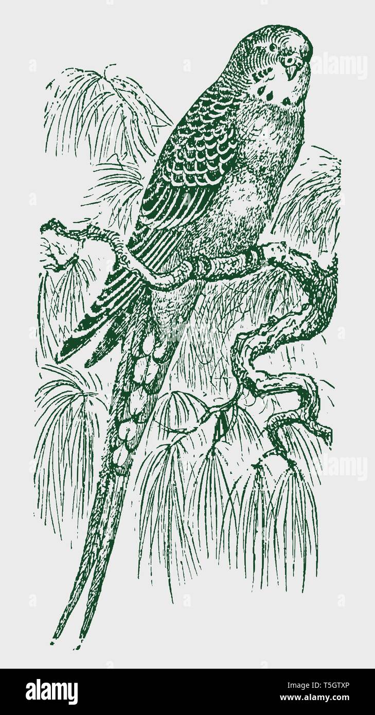 Budgerigar (melopsittacus undulatus) seduto su un ramo. Illustrazione dopo una incisione storica del XIX secolo. Modificabile in strati Illustrazione Vettoriale