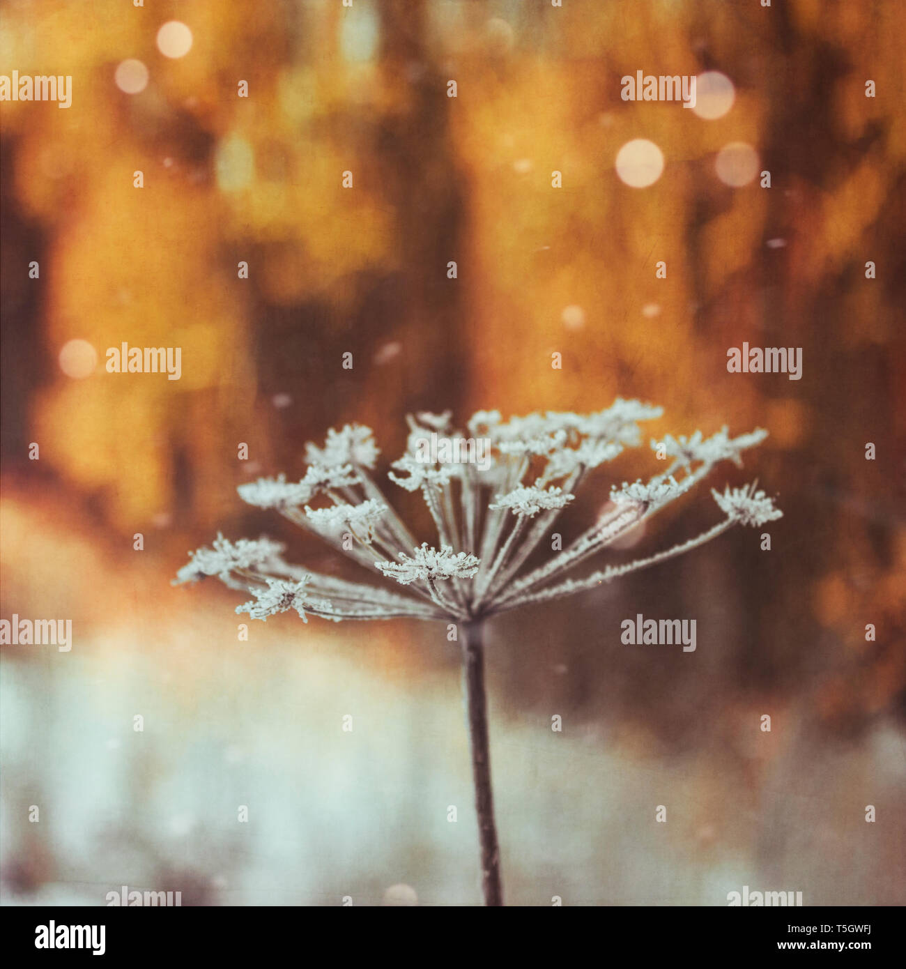 Essiccata la massa congelata sambuco Foto Stock