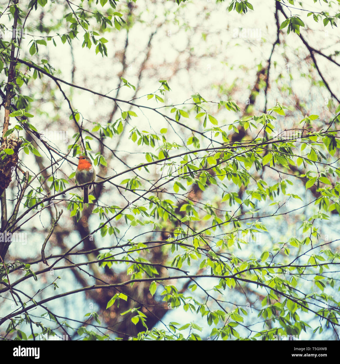 Pettirosso, Erithacus rubecula, seduti su rametto di un albero Foto Stock
