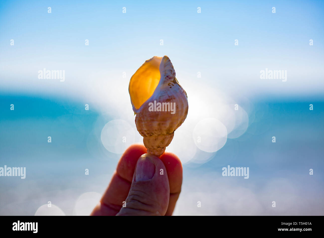 Portata di Mano guscio di contenimento, close-up Foto Stock