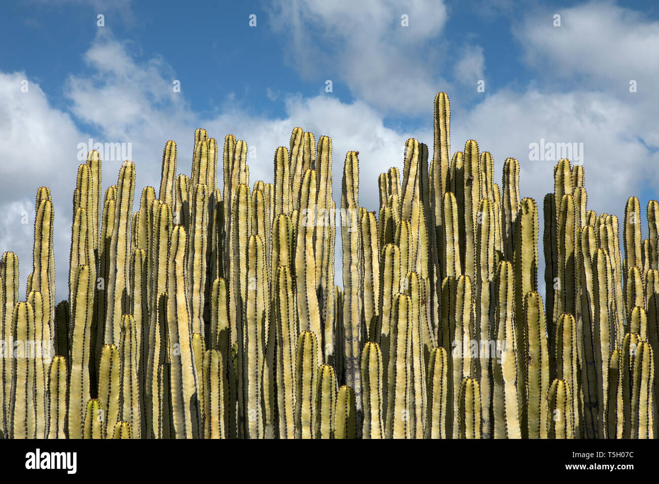 Spagna, Tenerife, Malpais de Guimar, cactus Foto Stock