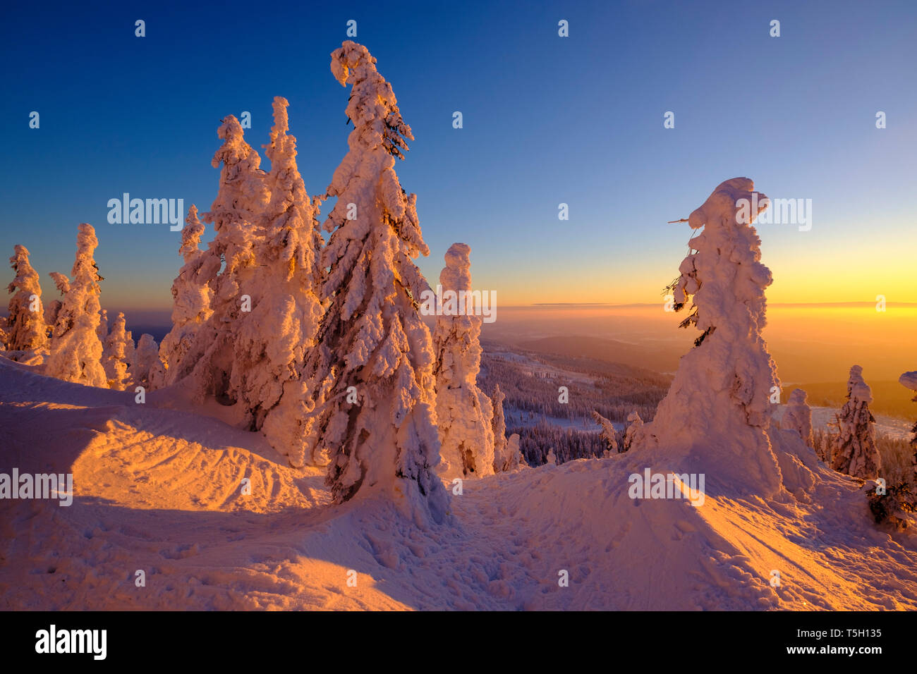 In Germania, in Baviera, Foresta Bavarese in inverno, grande Arber, Arbermandl, snow-capped abeti rossi al tramonto Foto Stock