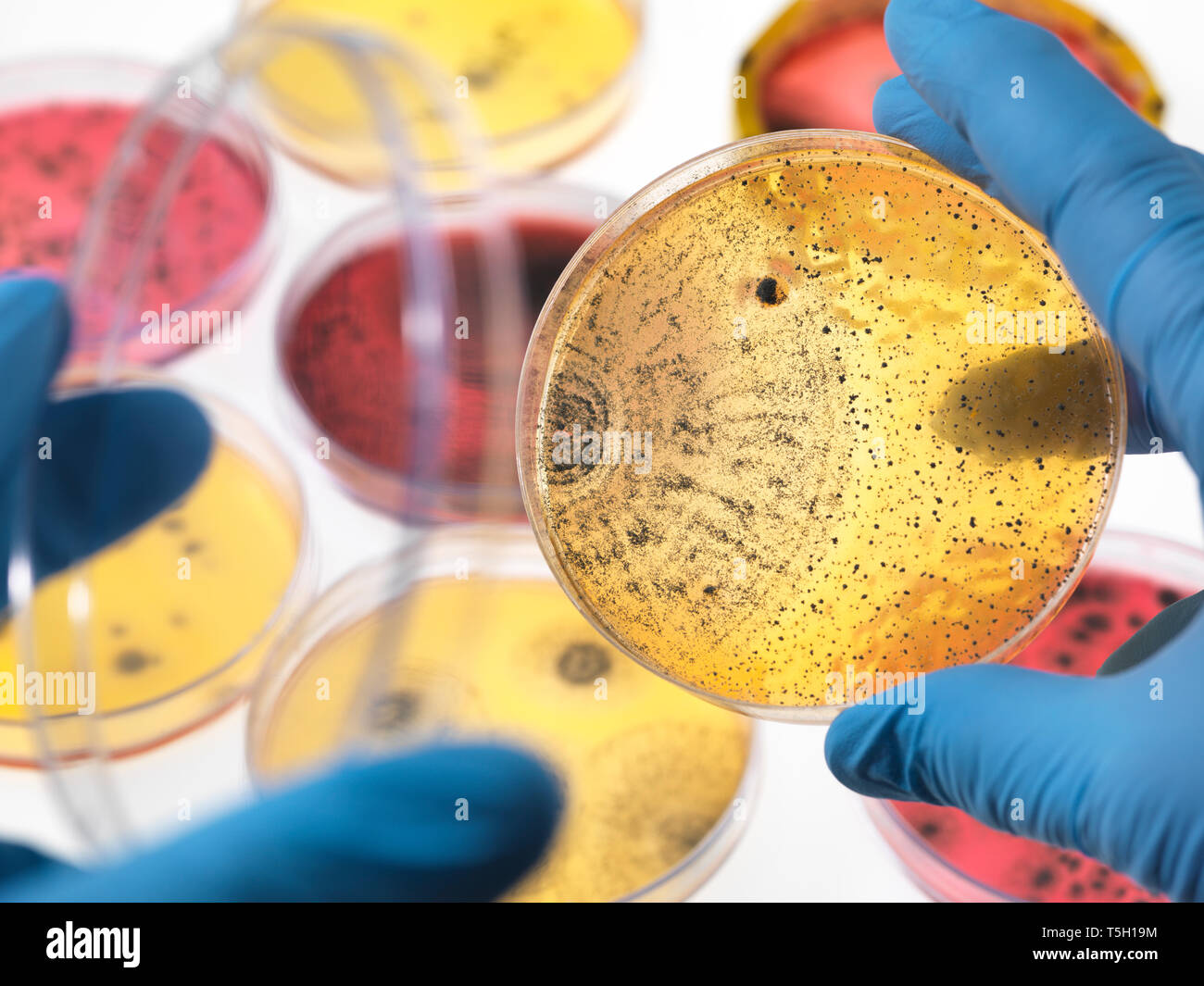 Scienziato esaminando piastre di Petri contenenti la crescita batterica in laboratorio Foto Stock