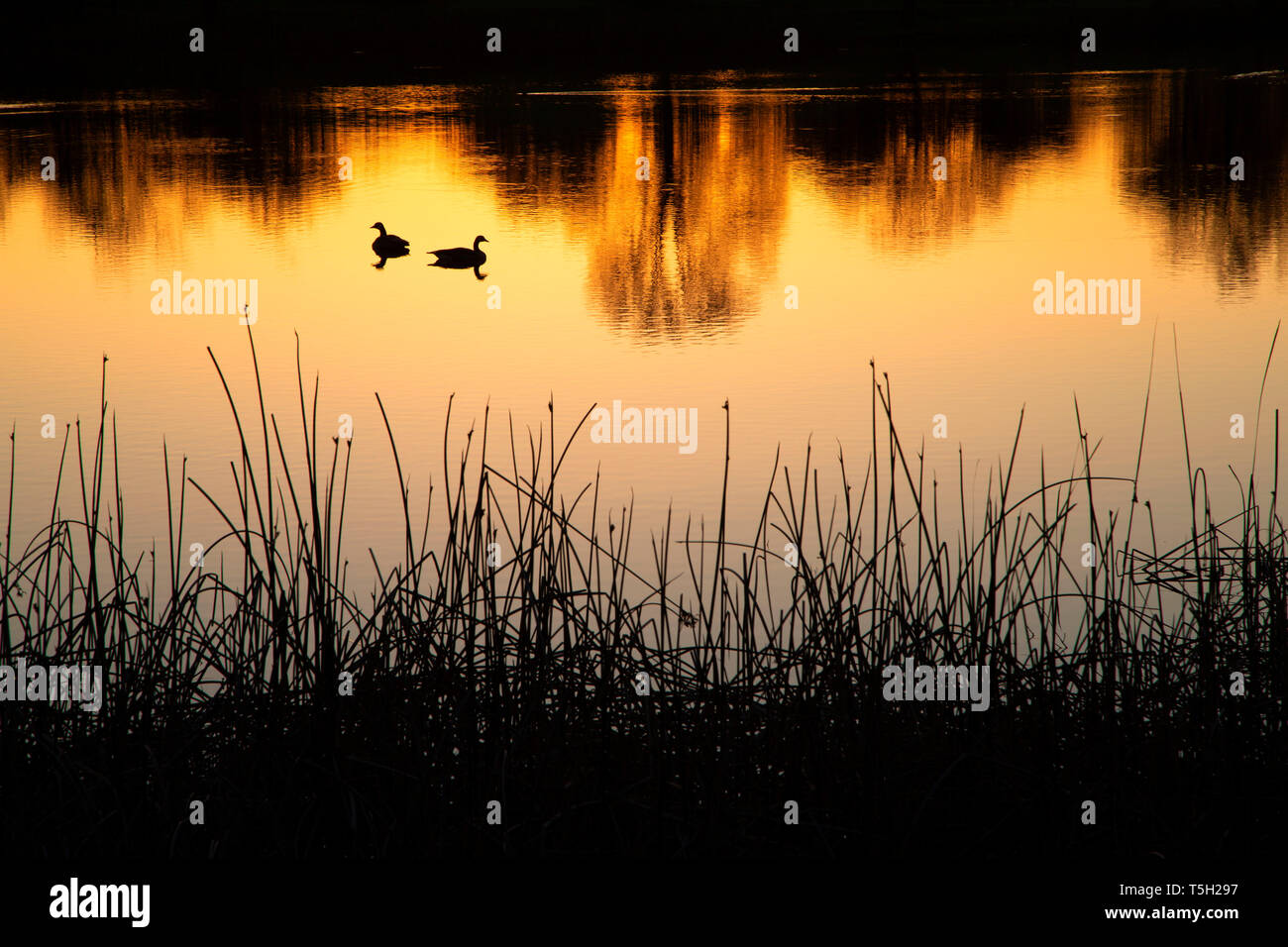 Pond sunrise, Lema Ranch di Redding, California Foto Stock