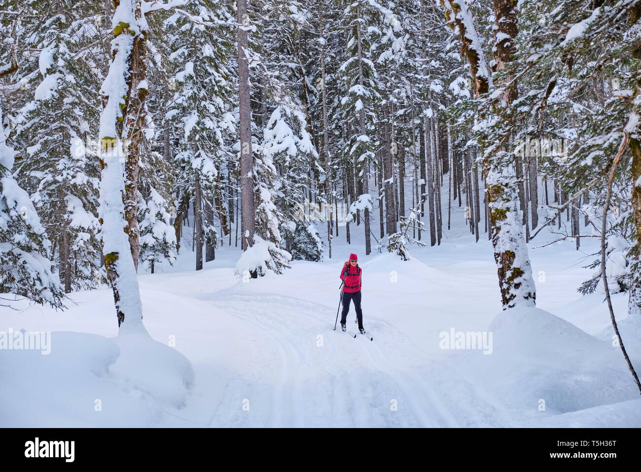 Austria, Tirolo, Valle Riss, Karwendel, cross country sciatore nel paesaggio invernale Foto Stock