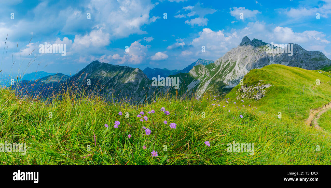 In Germania, in Baviera, Allgaeu, Allgaeu Alpi, Armeria alpina fiori, Vista panoramica Foto Stock