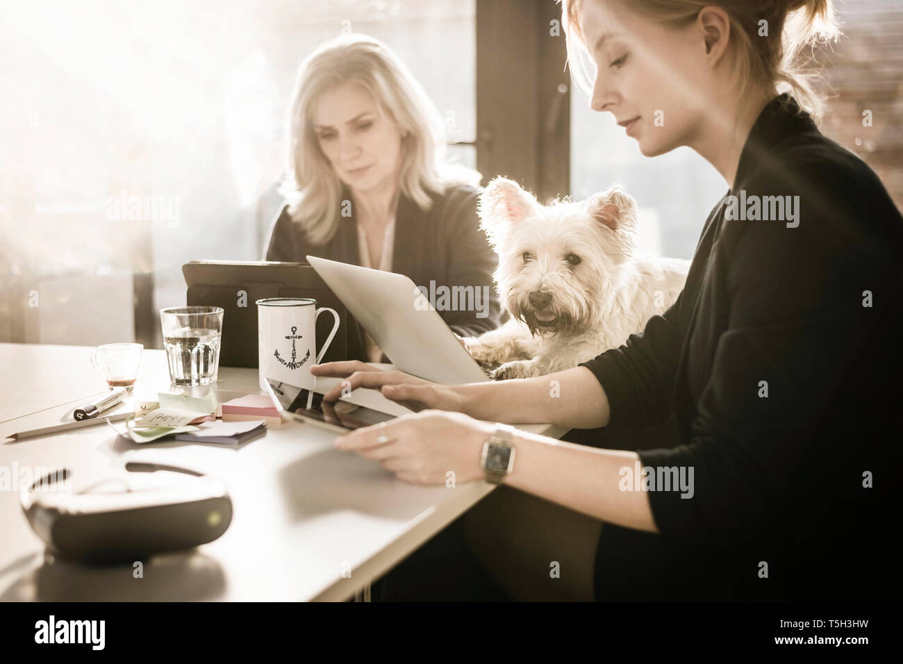 I colleghi seduti alla scrivania, lavorando, piccolo cane guardando Foto Stock