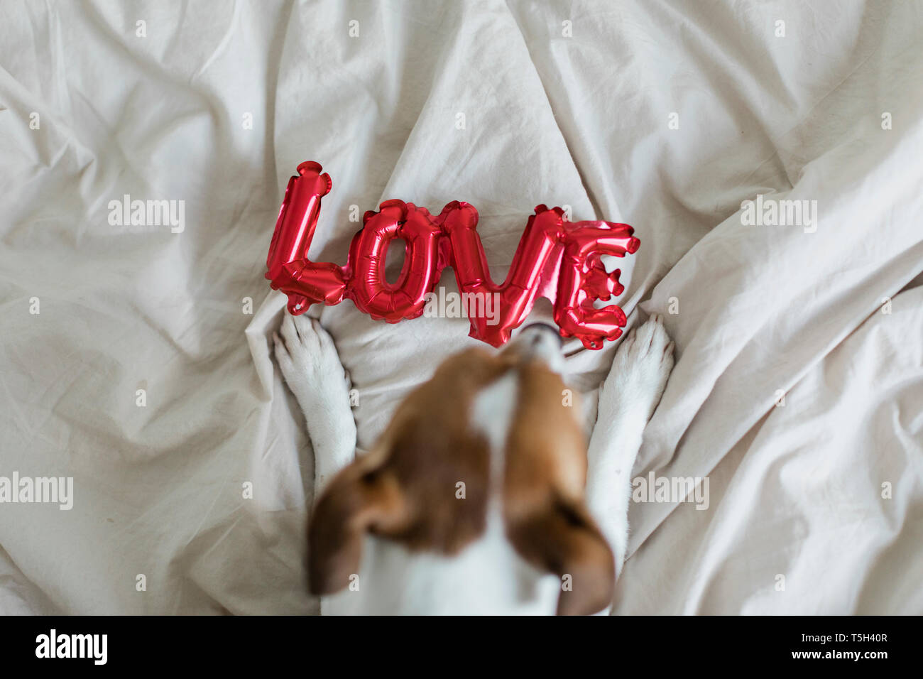 Cane sul letto con lamina di amore palloncino, dal di sopra Foto Stock