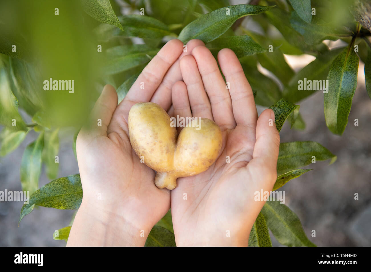 Donna di mani heartshaped potato Foto Stock