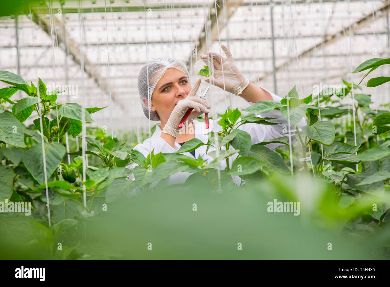 Giovane donna che lavorano in serra, la potatura di piante vegetali Foto Stock