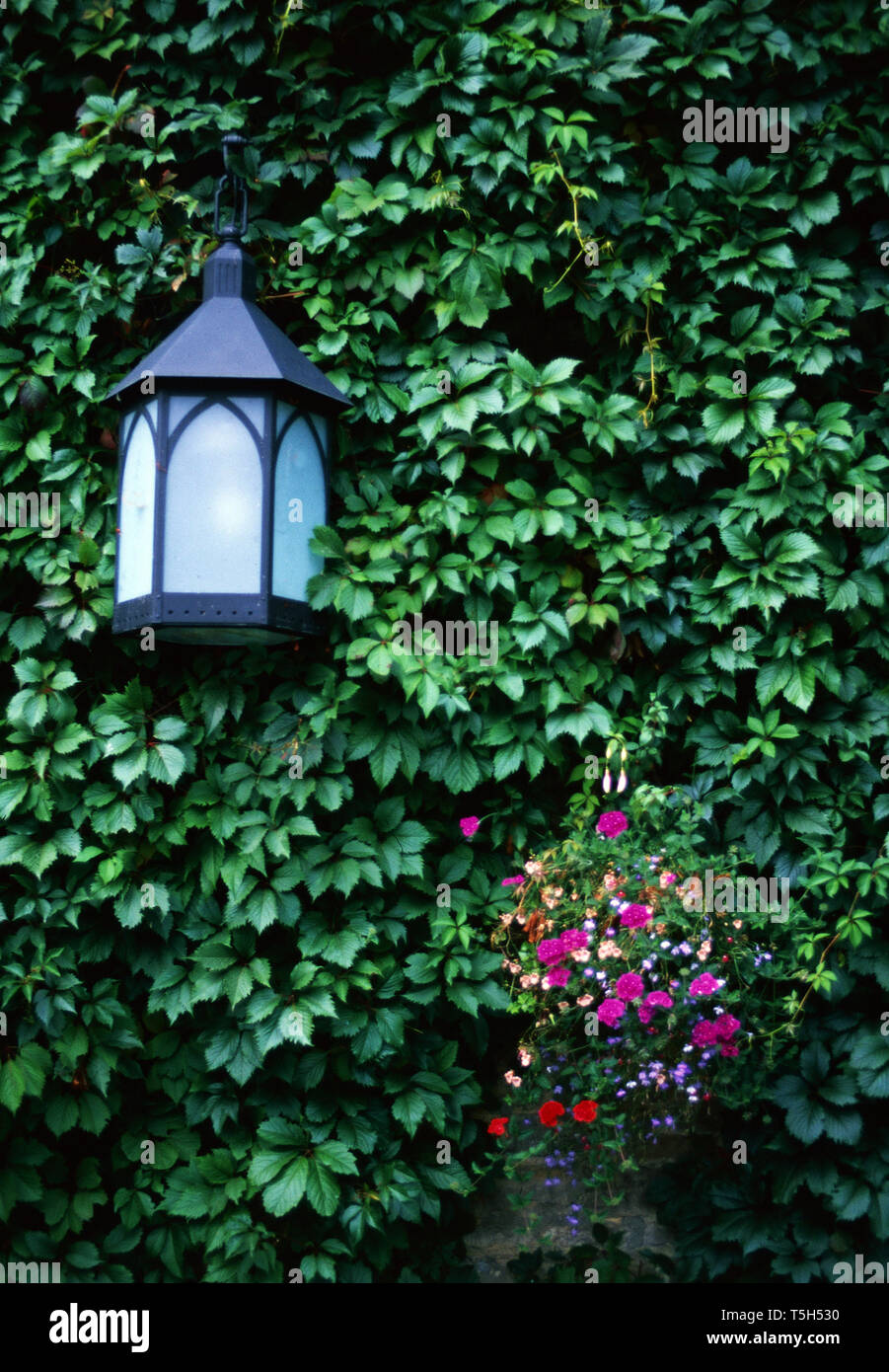 Coperto di Edera e di parete lanterna,Inghilterra Foto Stock