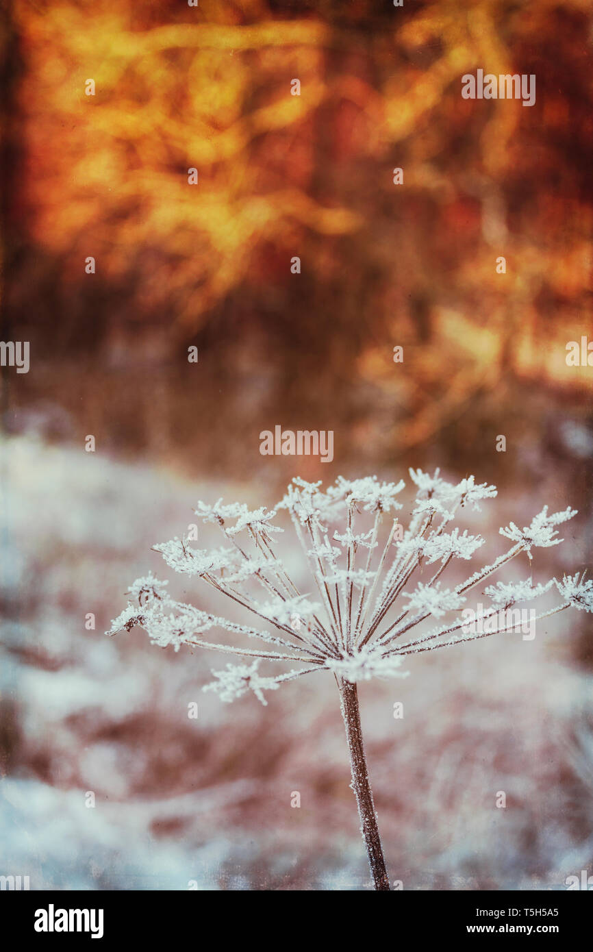 Essiccata la massa congelata sambuco Foto Stock
