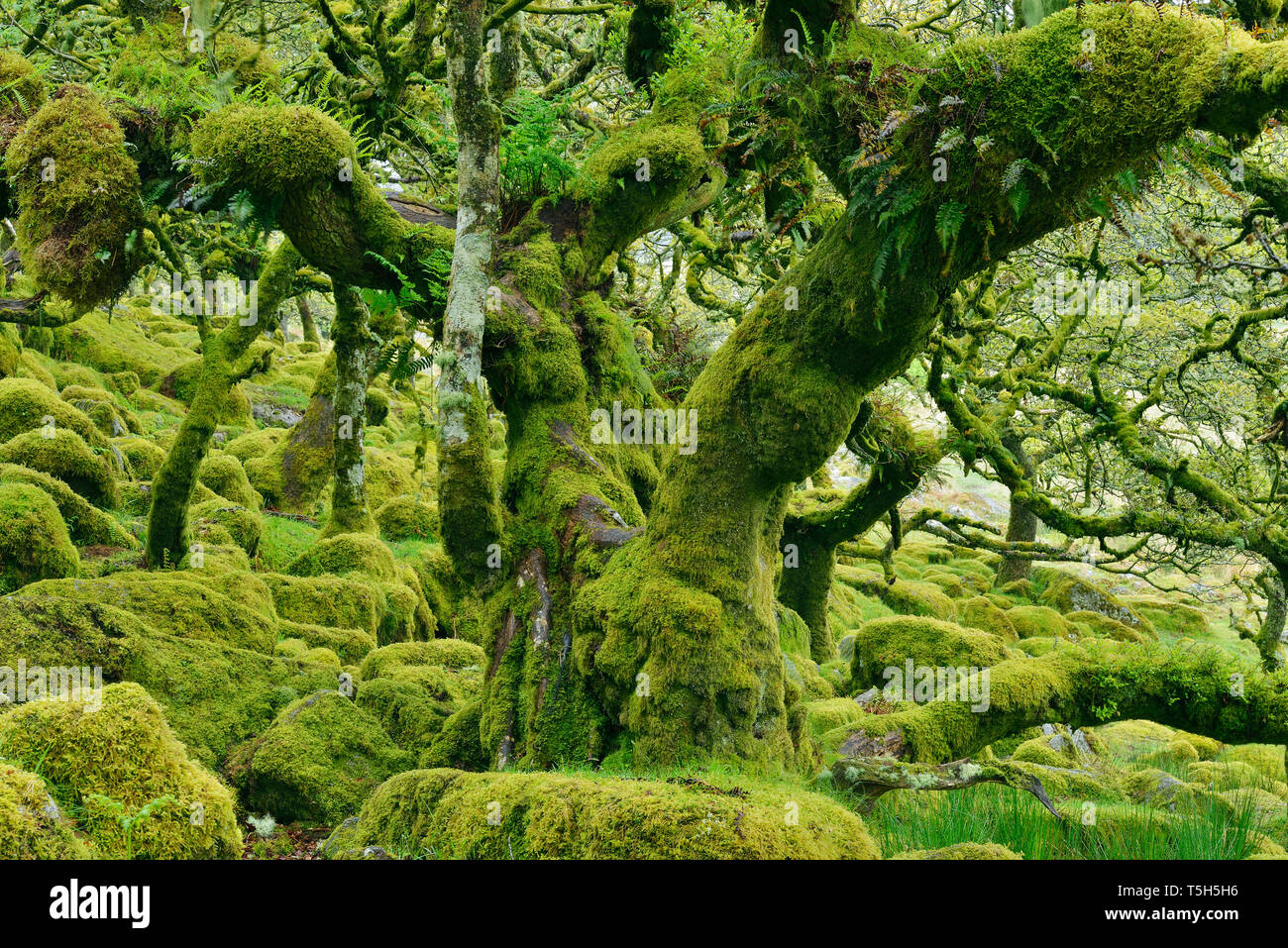 Regno Unito, Inghilterra, Parco Nazionale di Dartmoor, alberi e massi di granito sono ricoperta con moss Foto Stock