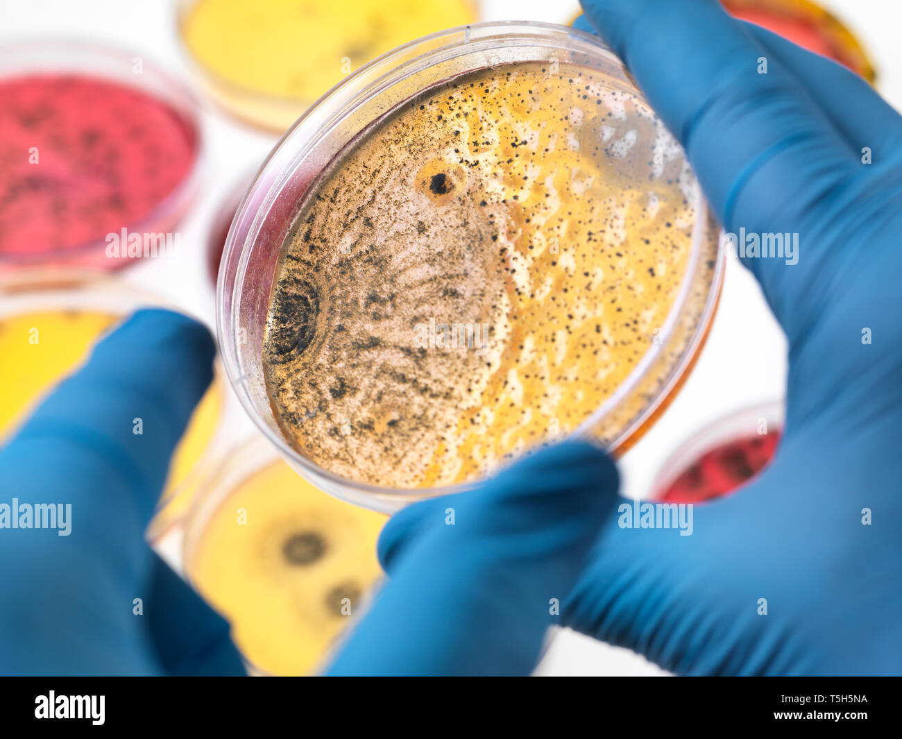 Scienziato esaminando piastre di Petri contenenti la crescita batterica in laboratorio Foto Stock