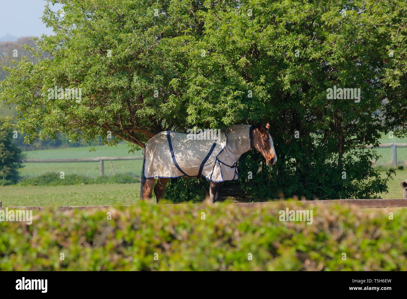 Un cavallo cerca ombra dal sole in una giornata calda. Foto Stock