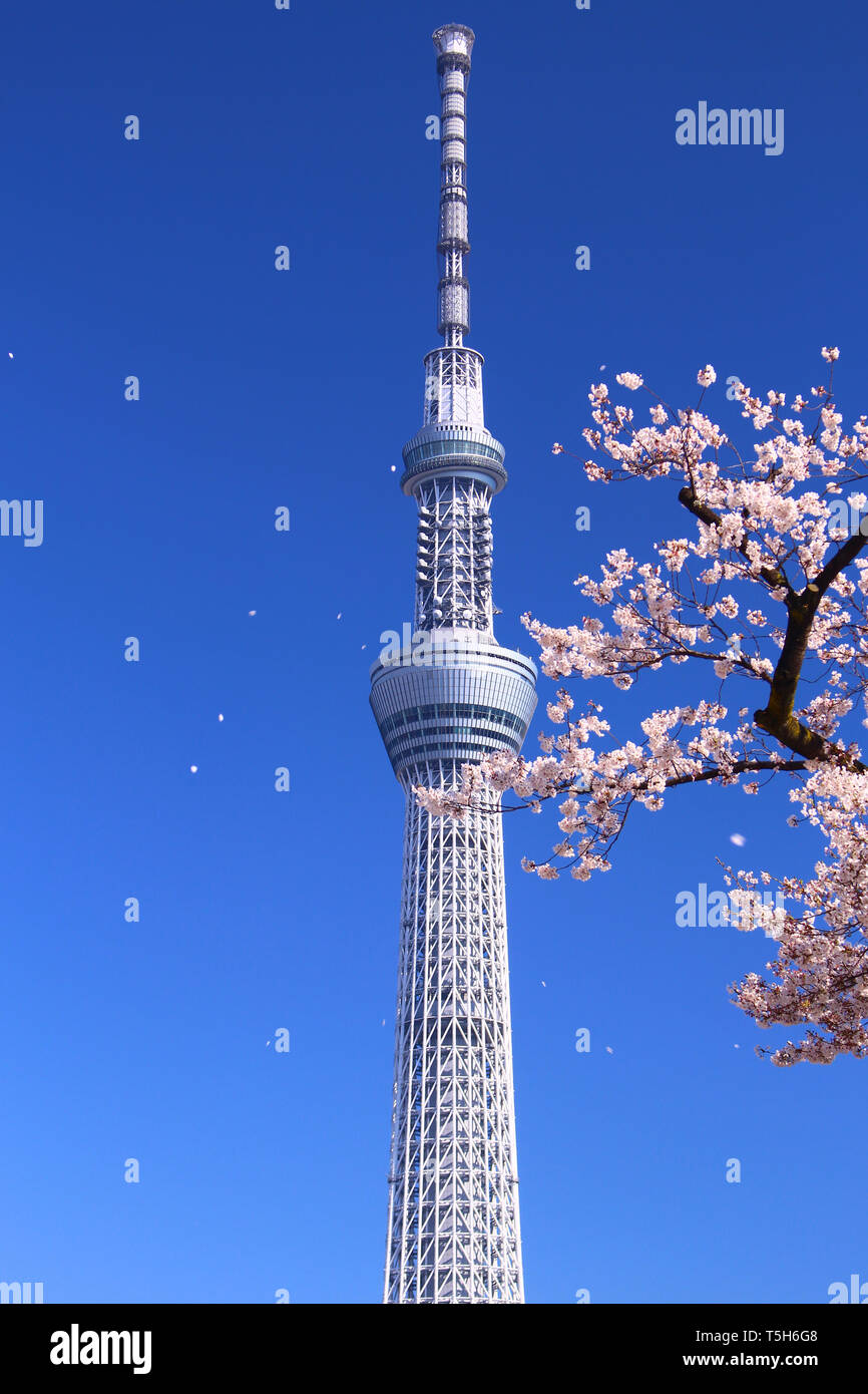 Tokyo Skytree e fiori di ciliegio Foto Stock