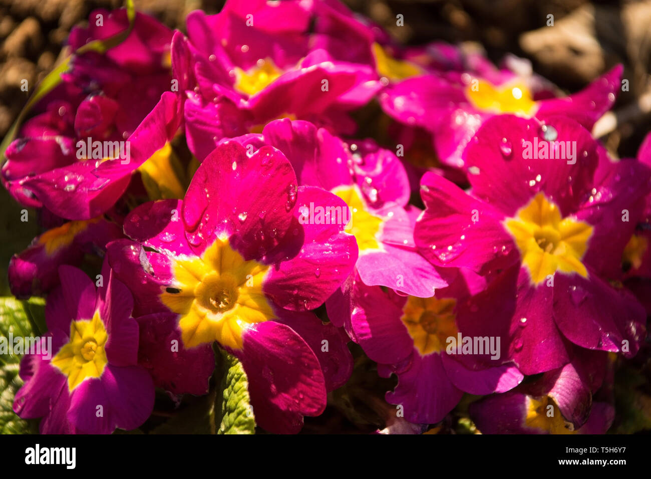 Rosa Primulas crescente nella primavera del nord est Italia. Focus sul fiore anteriore sinistro. Essi sono del comune Primula Vulgaris varietà, noto anche come primr Foto Stock