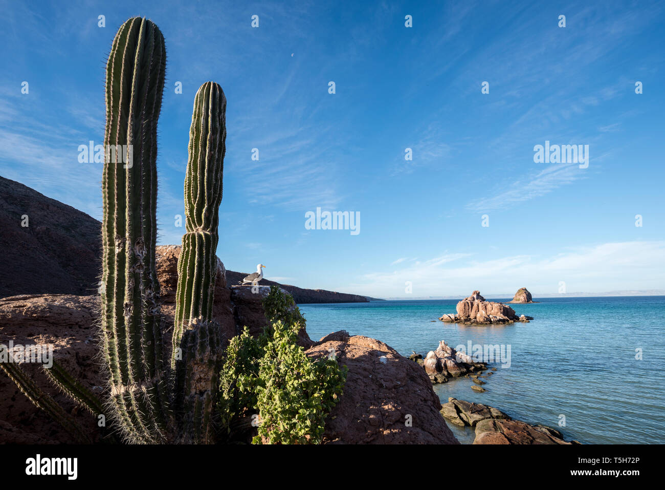 Cactus & gabbiano, Espiritu Santo Isola, Baja California Sur, Messico. Foto Stock