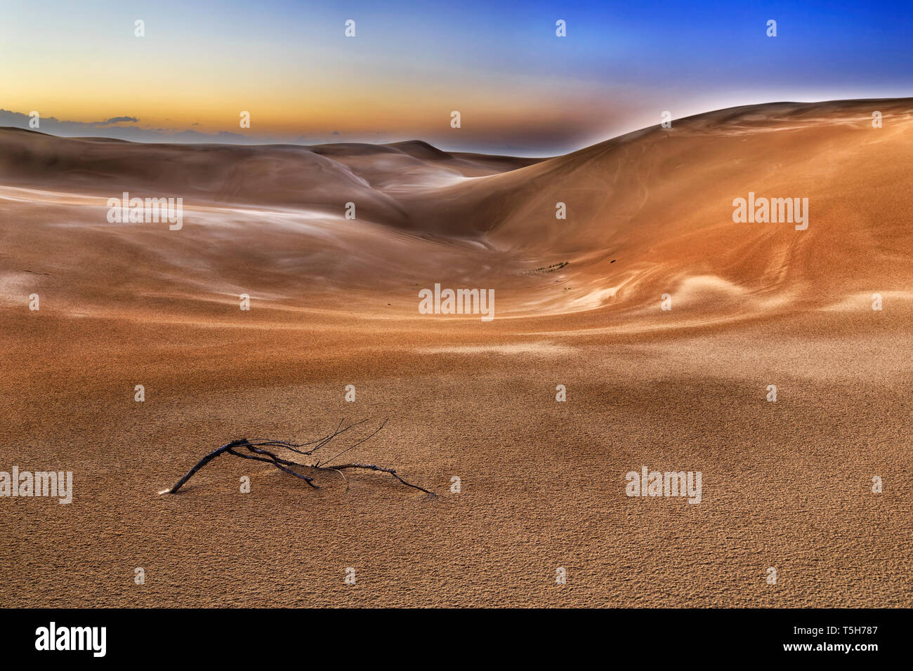 Asciugato il ramo di albero sulla sabbia esanime in parte deserta di dune di sabbia di Stockton Beach a sunrise sotto il cielo scuro. Foto Stock