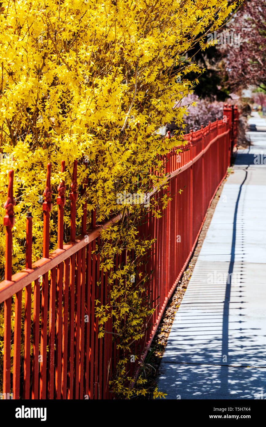 Colore rossastro ferro battuto Picket Fence; fioritura di forsitia bush; Salida; Colorado; USA Foto Stock