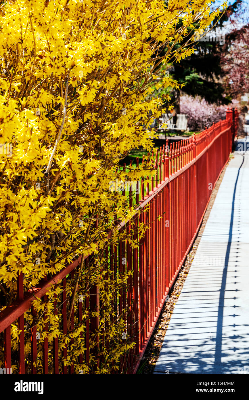 Colore rossastro ferro battuto Picket Fence; fioritura di forsitia bush; Salida; Colorado; USA Foto Stock
