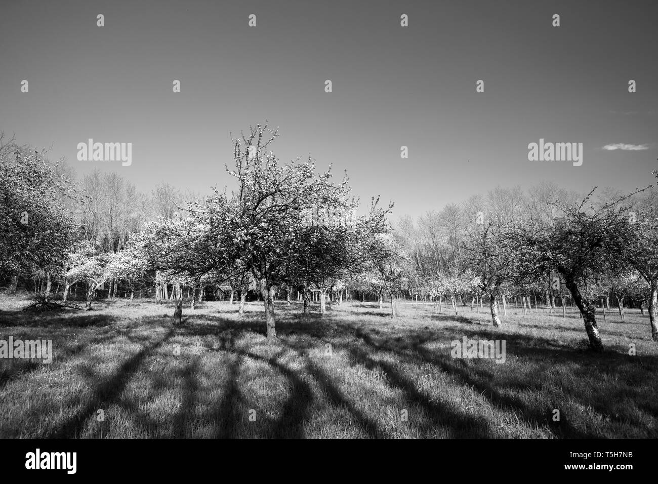 Grande bio organic giardino con alberi in fiore bianco e nero foto in bianco e nero nel villaggio francese Foto Stock Grande bio organic giardino con alberi in fiore bianco e nero foto in bianco e nero nel villaggio francese Foto Stock