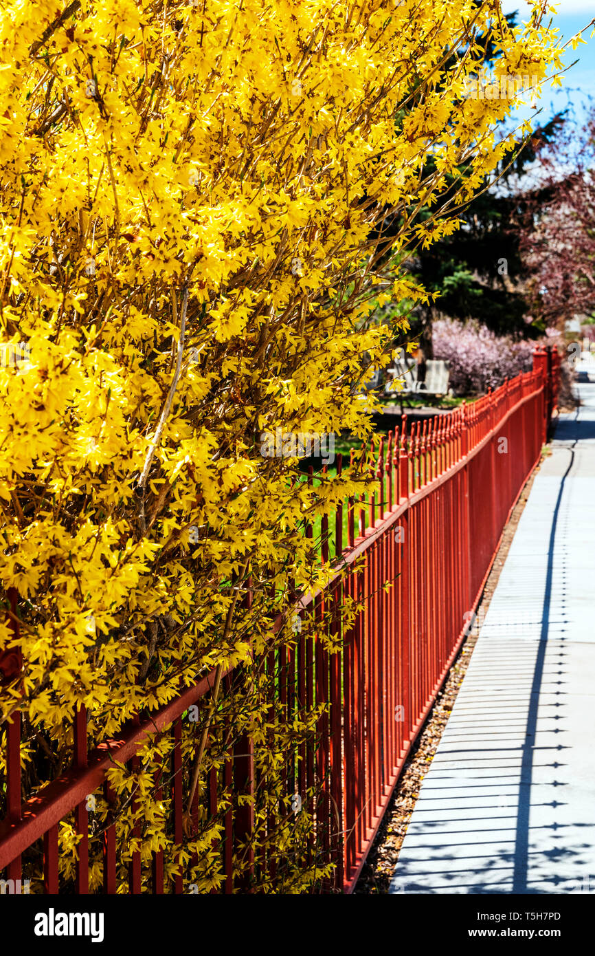 Colore rossastro ferro battuto Picket Fence; fioritura di forsitia bush; Salida; Colorado; USA Foto Stock