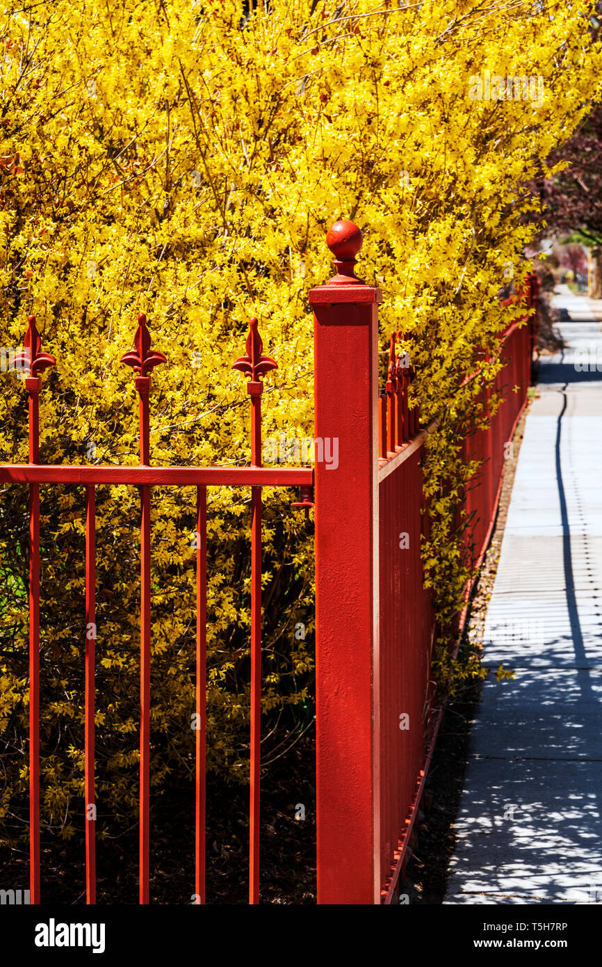 Colore rossastro ferro battuto Picket Fence; fioritura di forsitia bush; Salida; Colorado; USA Foto Stock