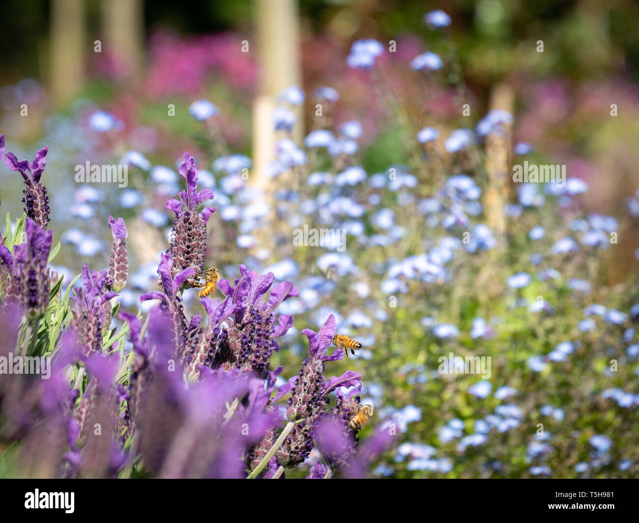 Api polinnating fiori Foto Stock
