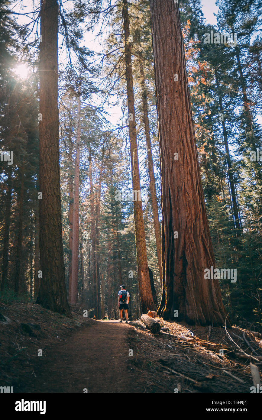 Redwoods nel Parco Nazionale di Sequoia, California Foto Stock