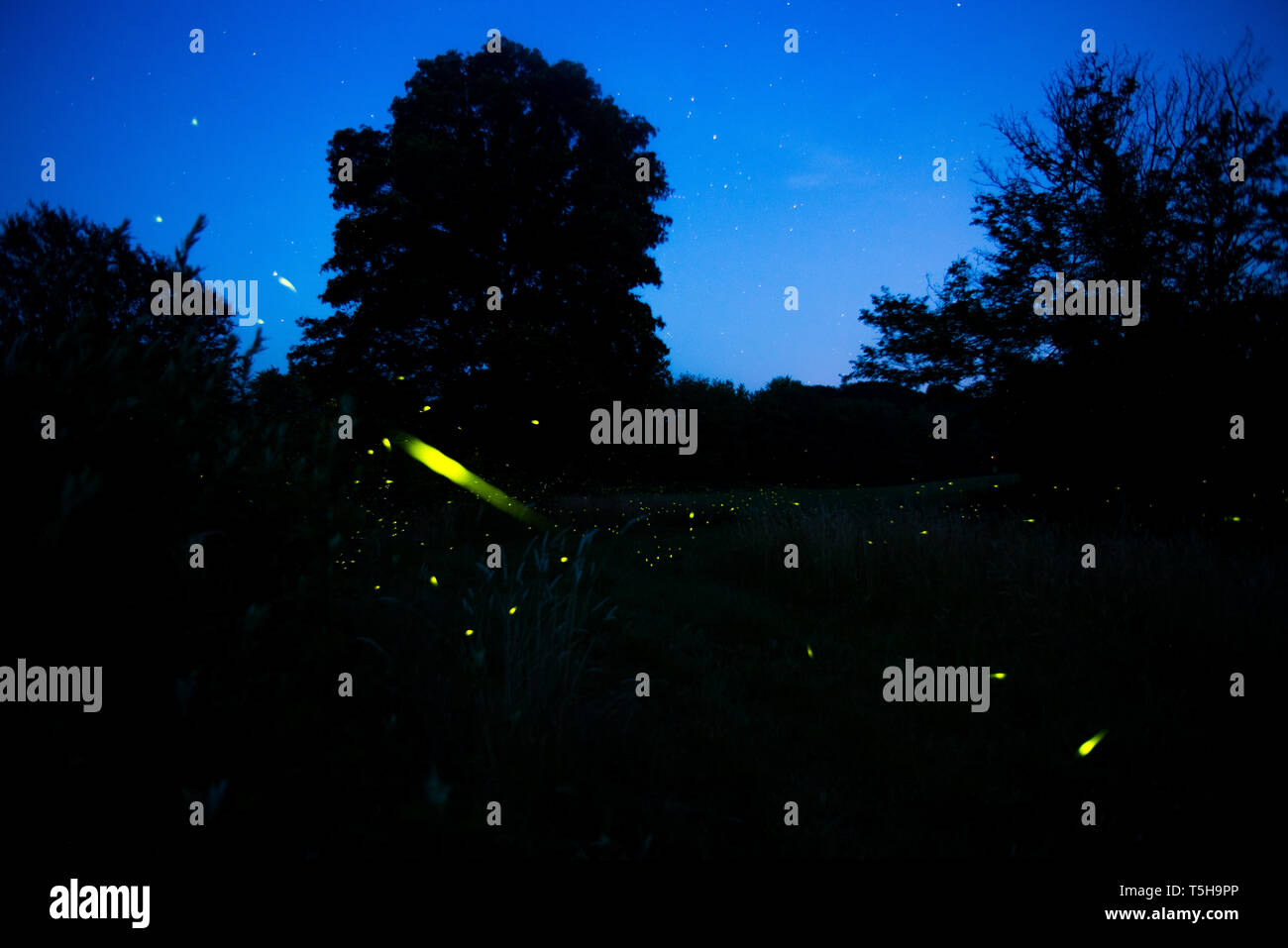 Lucciole (Lampyridae), Lightning Bugs Light Up a Forest Meadow in New England After Dark. Guilford, Connecticut. Foto Stock
