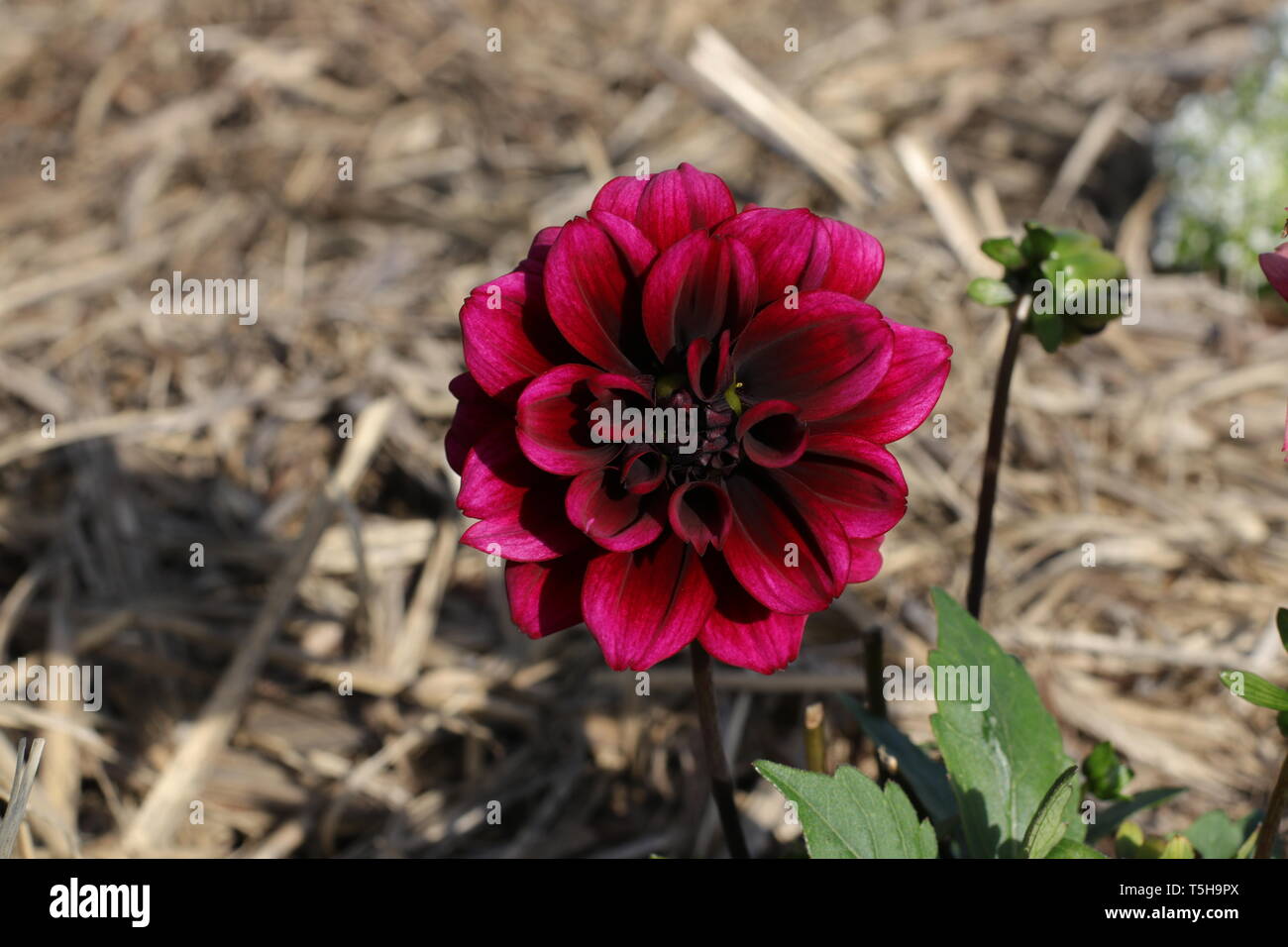 Nel giardino Foto Stock