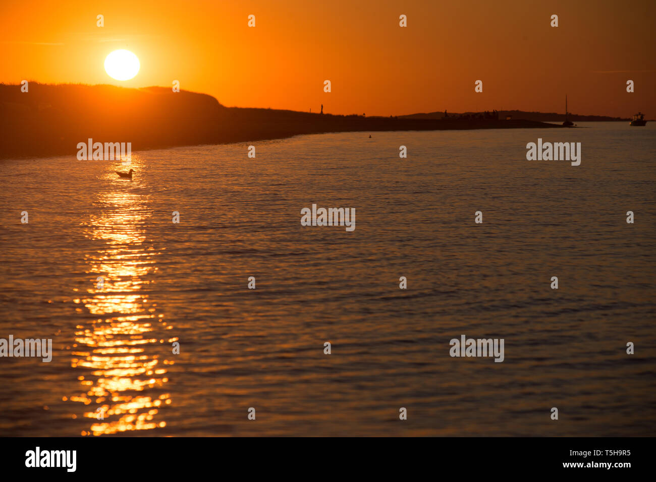 Un Gabbiano galleggianti durante il tramonto, Cape Cod Foto Stock