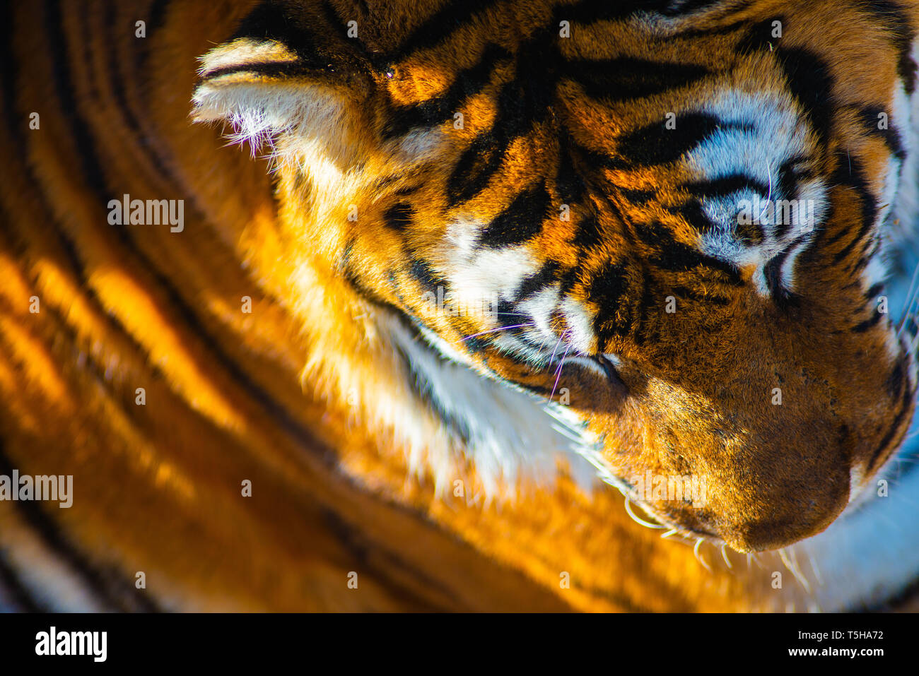 Strisce di tigre Foto Stock Strisce di tigre Foto Stock
