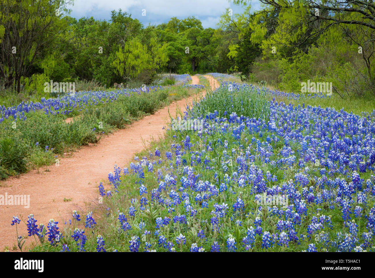 Il Texas Hill Country è un venticinque county regione del Texas centrale e sud del Texas dotato di topografia carsica e alte aspre colline costituito da Foto Stock