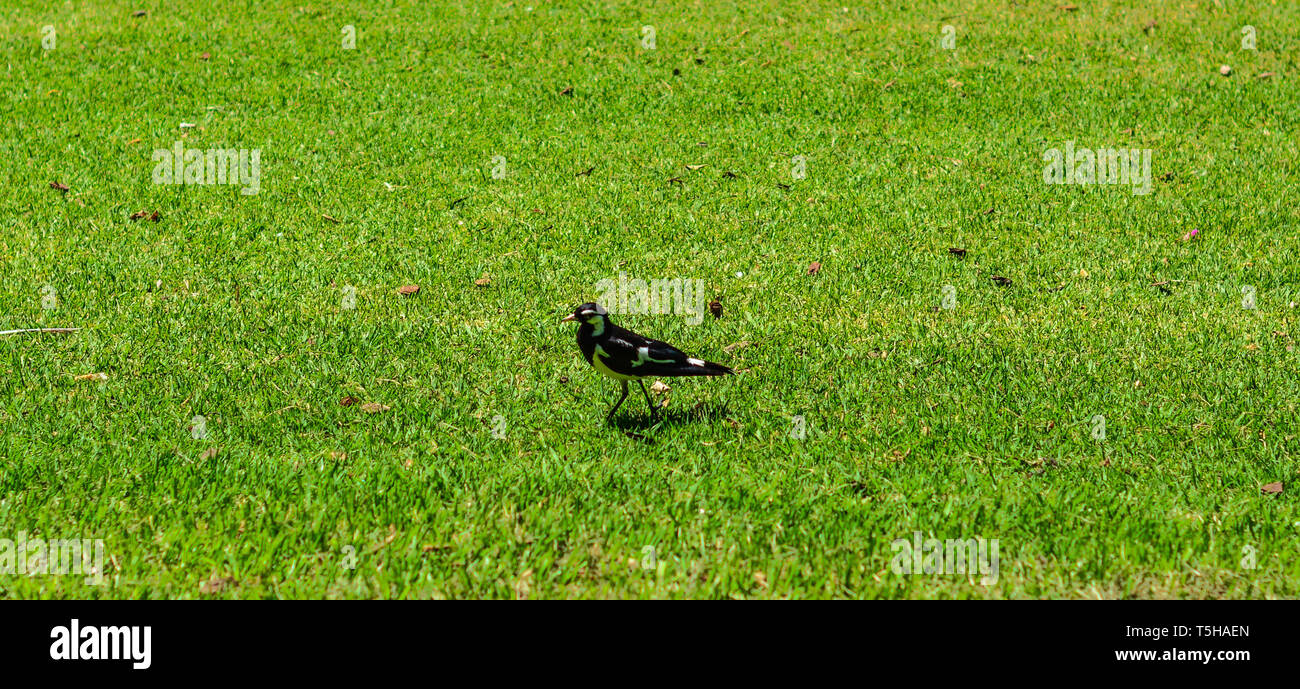 Magpie-Lark bird, nel Parco a piedi sull'erba, gazza mimare i colori. Foto Stock