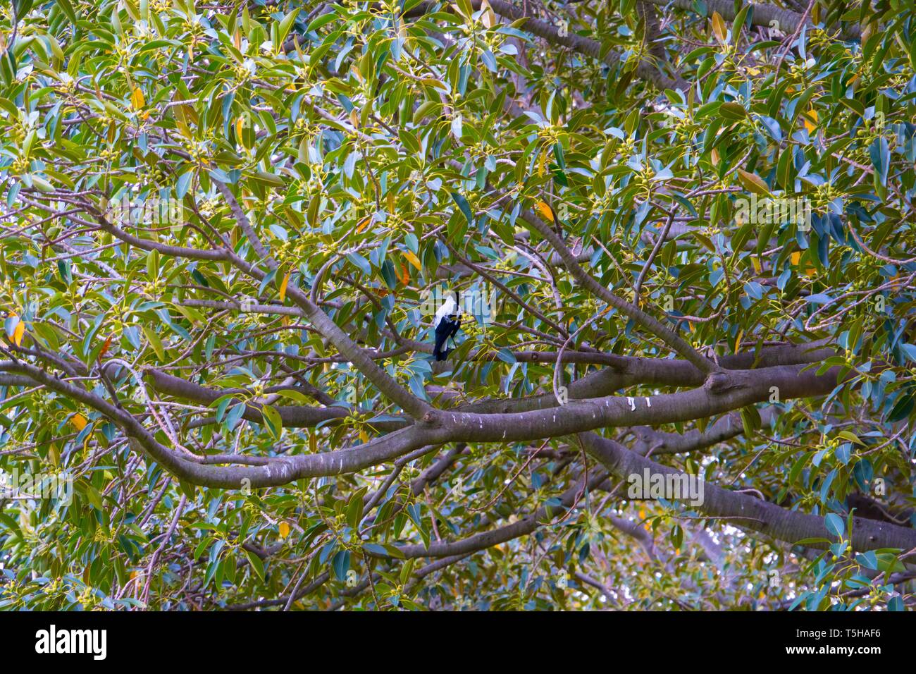 Gazza seduti in un ficus tree. Foto Stock