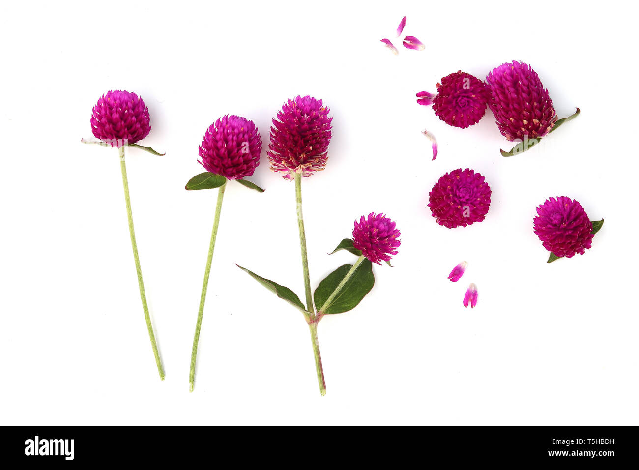 Amaranto globo di fiori selvatici che fiorisce in estate, Globe Amaranto isolati su sfondo bianco ad alta risoluzione galleria dell'immagine. Foto Stock
