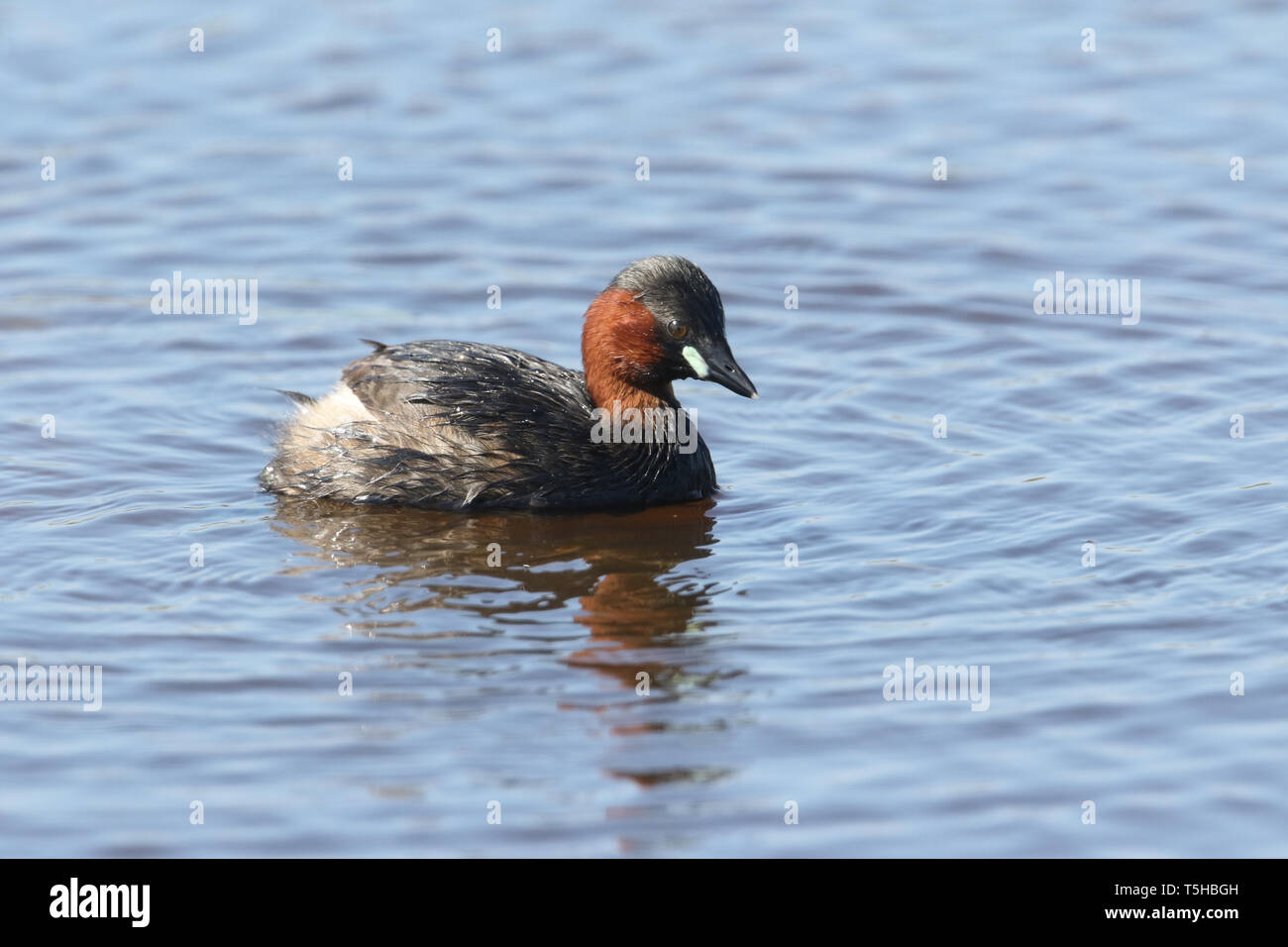 Un simpatico Tuffetto Tachybaptus ruficollis, nuoto sulle rive di un fiume a caccia di cibo. Foto Stock