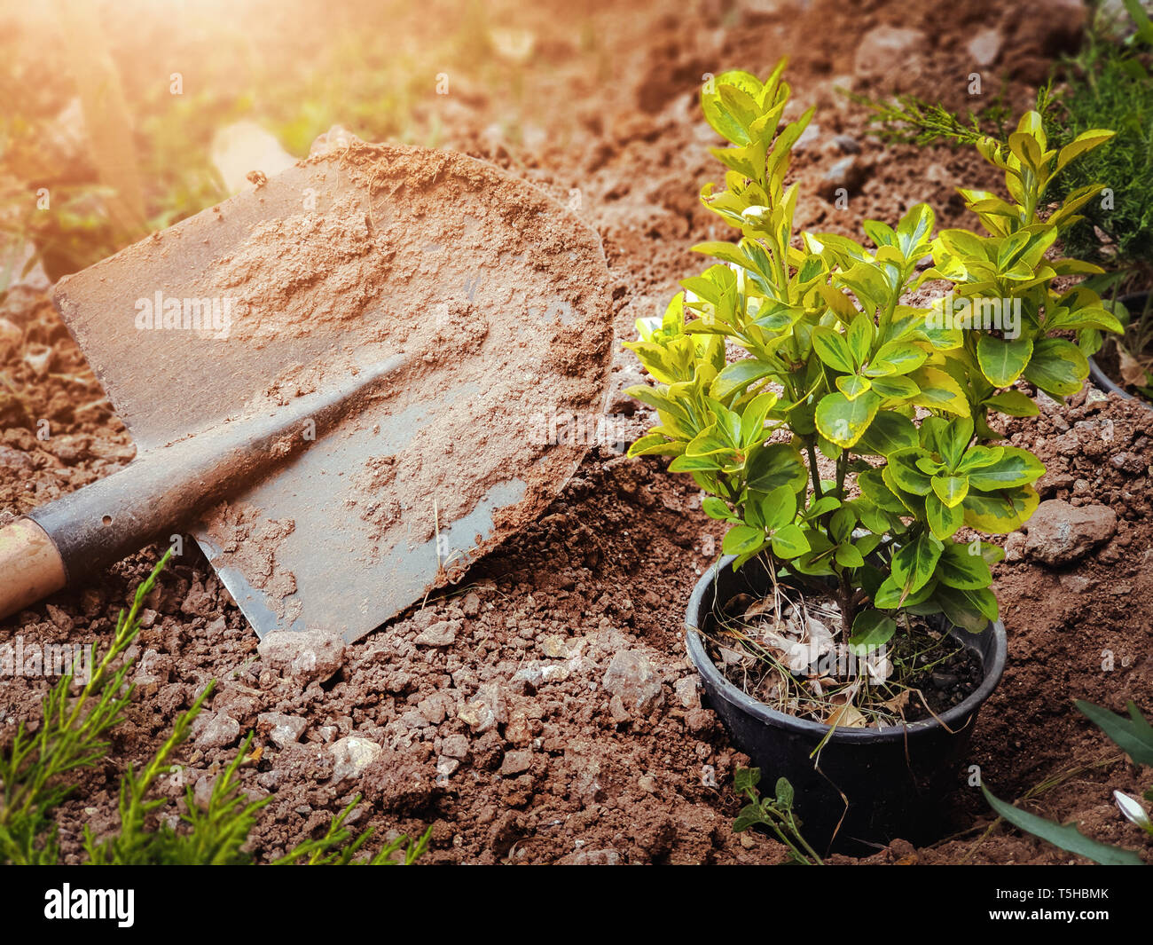 La pala e la pianta in un vaso in giardino. il giardinaggio e agricoltura concetto. Close-up con dof poco profondo. Foto Stock