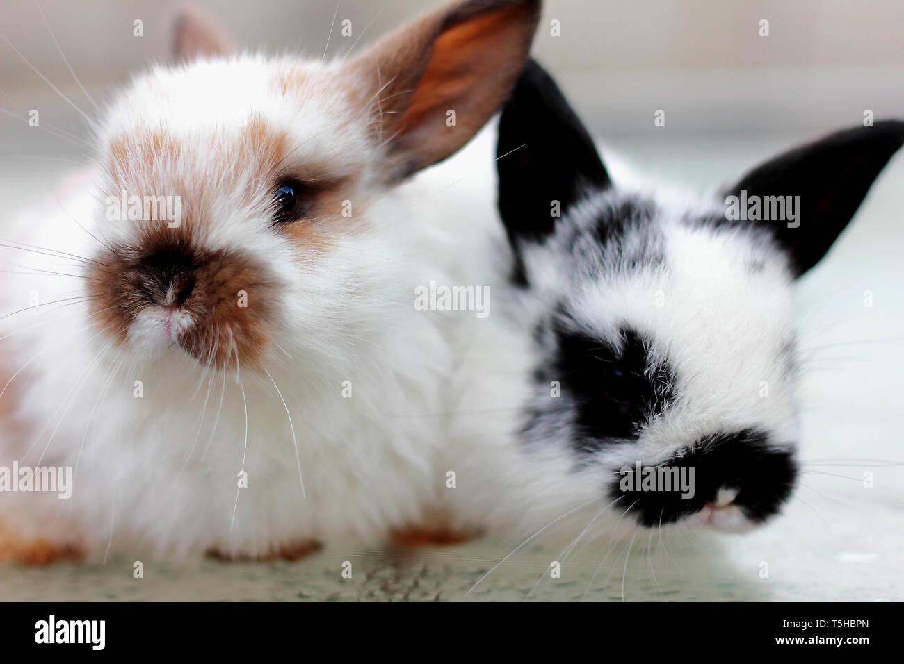 Due conigli closeup su sfondo bianco,casa roditore Foto Stock