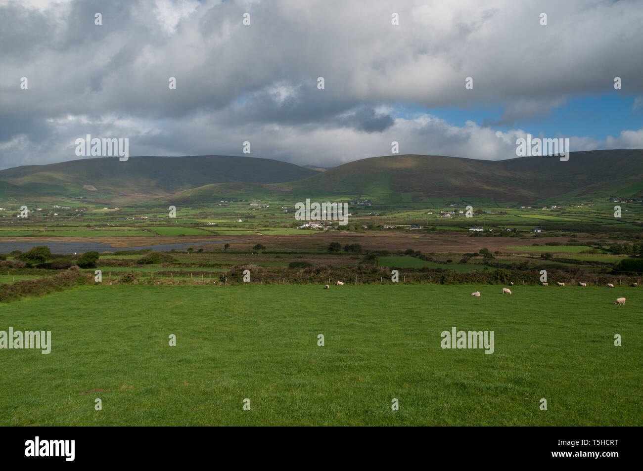 Schafe, die in der Dingle-Halbinsel, Grafschaft Kerry, Irlanda weiden lassen. / Pecore al pascolo vicino a Dingle, Co. Kerry, Irlanda. Foto Stock