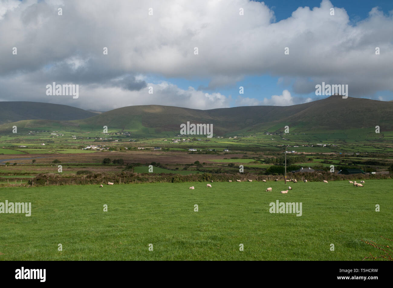 Schafe, die in der Dingle-Halbinsel, Grafschaft Kerry, Irlanda weiden lassen. / Pecore al pascolo nella penisola di Dingle, nella contea di Kerry, Irlanda. Foto Stock