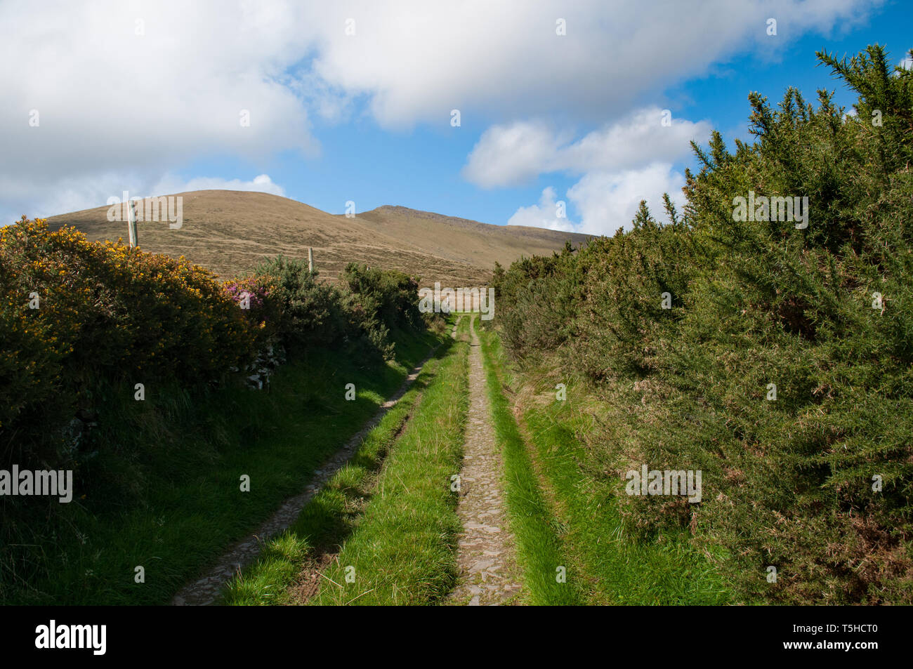 Ein Weg zum Stricin, ein 400m hoher Hügel in der Grafschaft Kerry. / Un percorso per la Stricin, un 400m-alta collina in Co. Kerry, Rep. Irlanda. Foto Stock