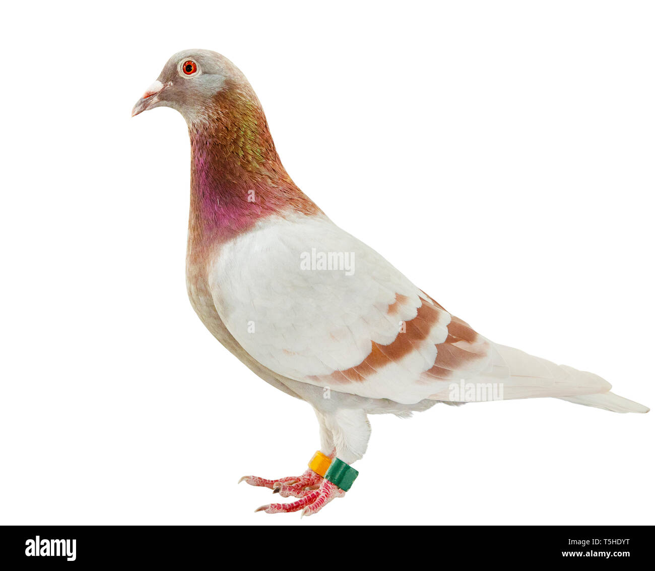 Corpo pieno di rosso farinoso piuma di speed racing pigeon isolare lo sfondo bianco Foto Stock