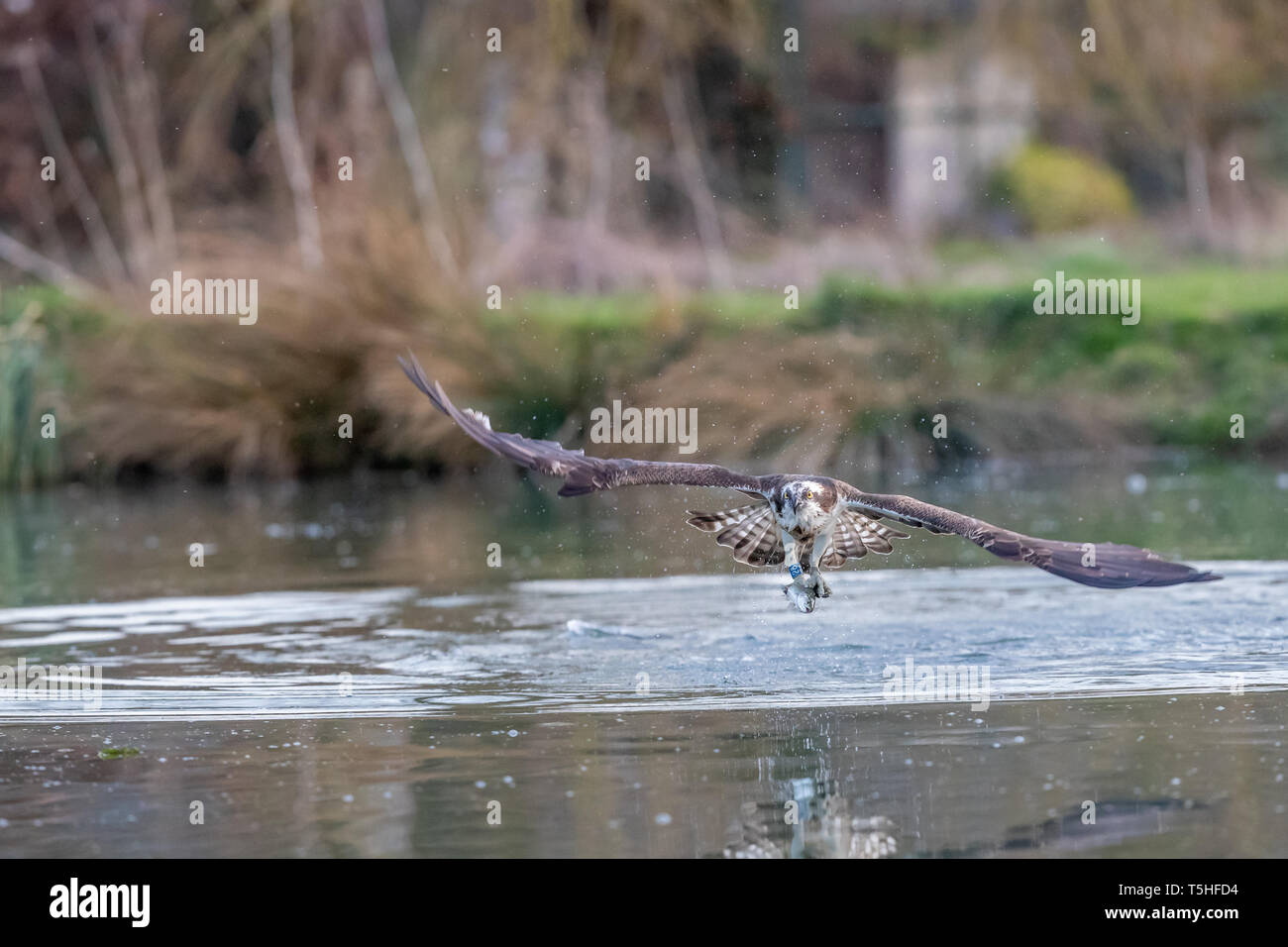 Falco pescatore (Pandion haliaetus) in volo con una trota in Rutland, REGNO UNITO Foto Stock